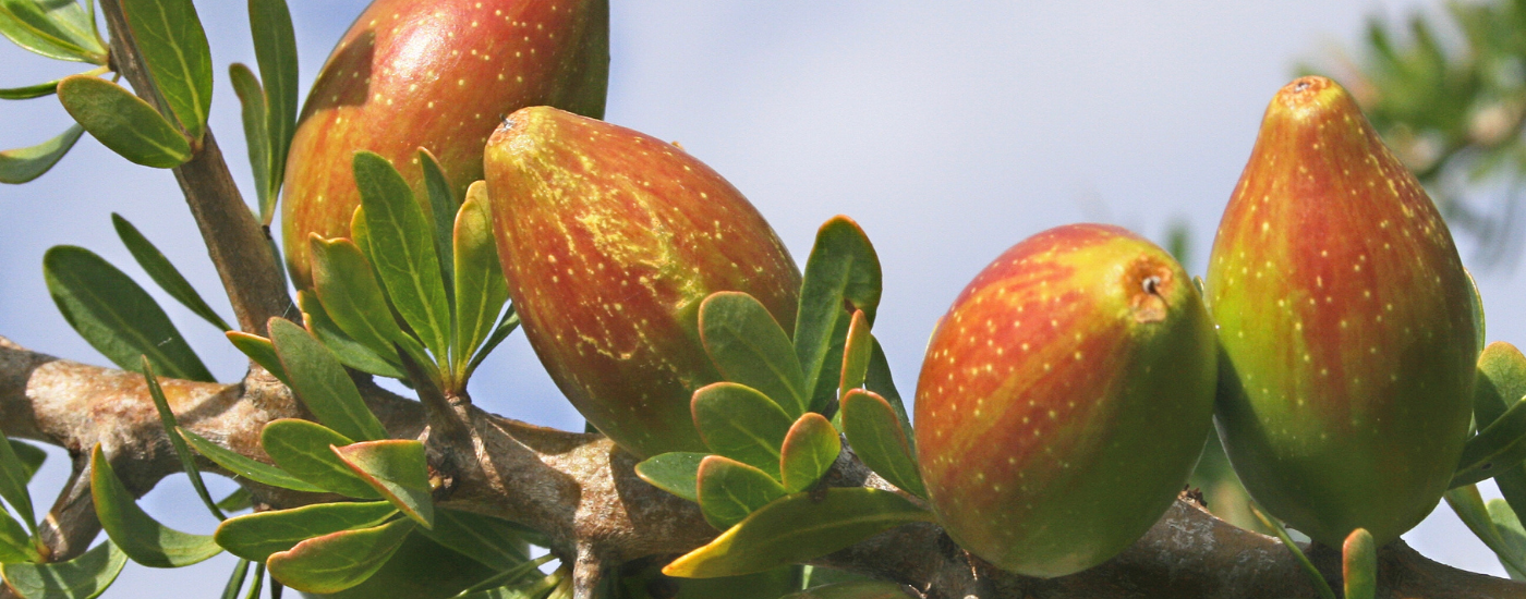 Argan Oil