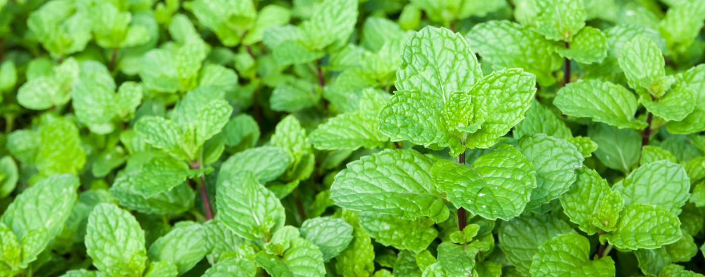 Australian River Mint  (Mentha australis)