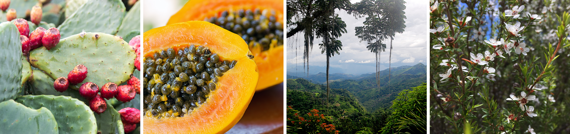 The Low Down on Bioactive Ingredients