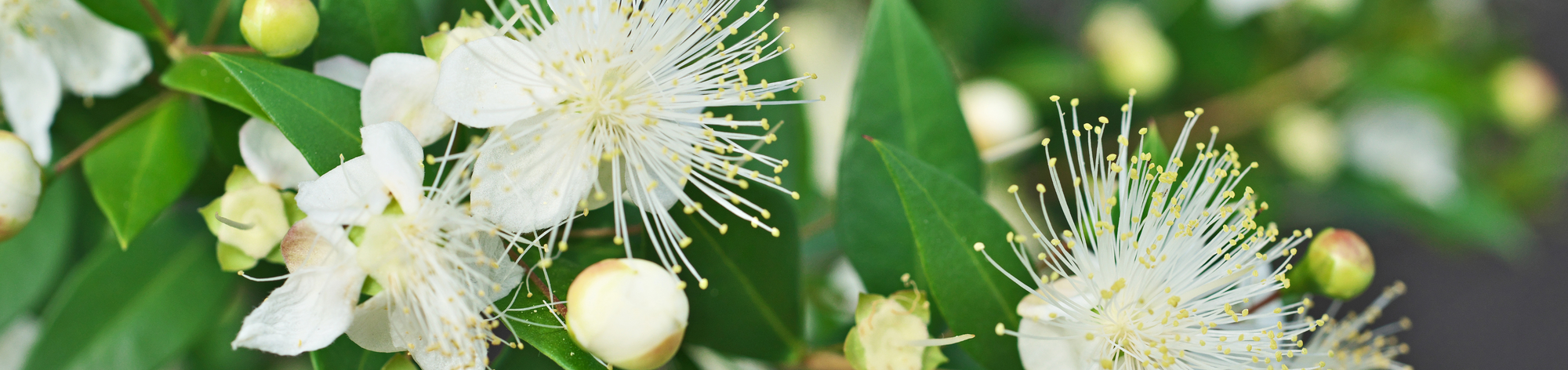 BIO-FIRST is BIO-FAST Blemish Ban under the microscope