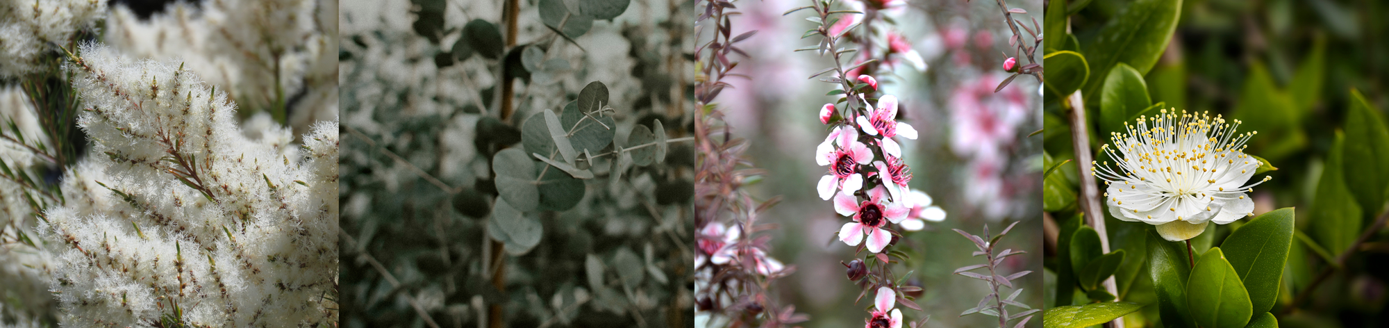 Supernatural Ingredients for Acne Care