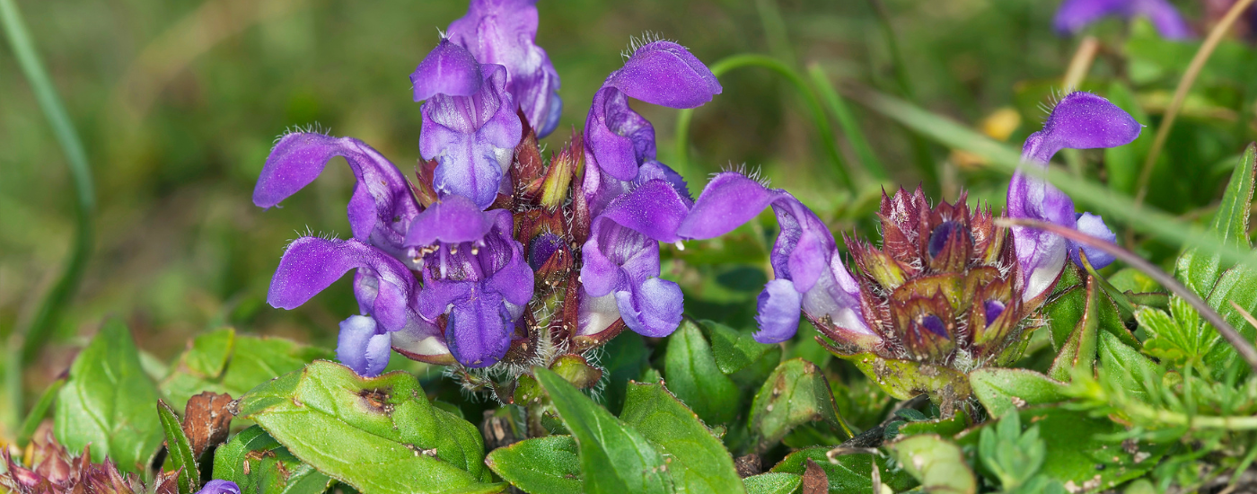 Self Heal  (Prunella vulgaris) for Wellness