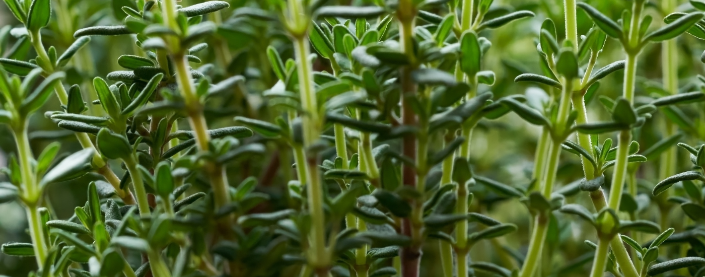 Thyme  (Thymus vulgaris)