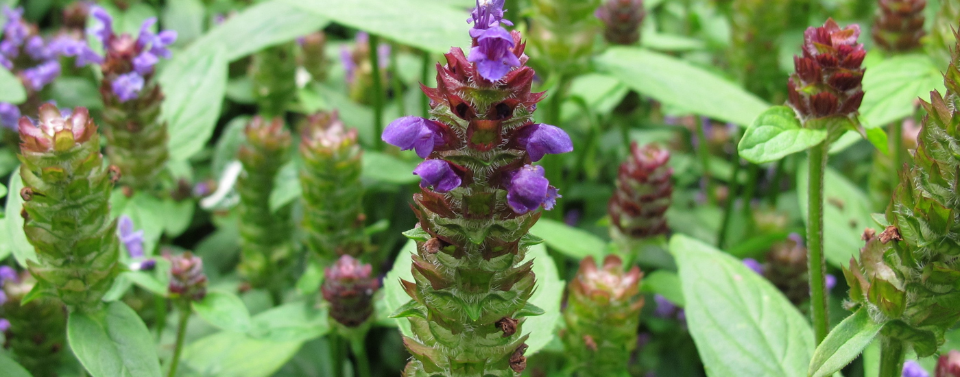 What is Self Heal (Prunella vulgaris)?