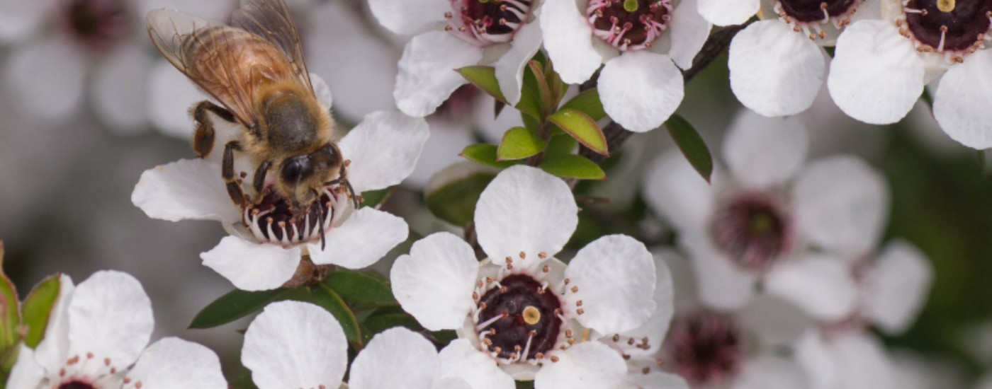 Miracle of Nature, Product of Love